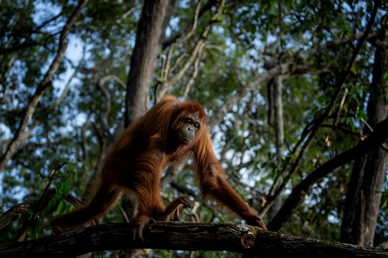 5 Days 4 Nights Orangutan River Adventure