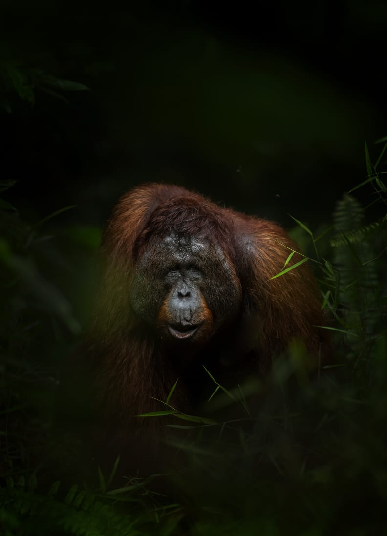 5 Days 4 Nights Orangutan River Adventure